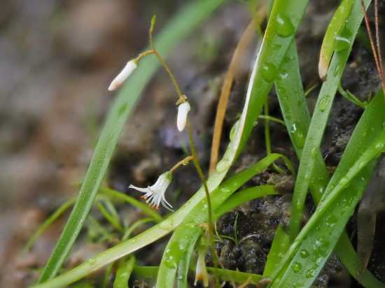 圖為廣西肺筋草。（廣西壯族自治區(qū)中醫(yī)藥研究院供圖）