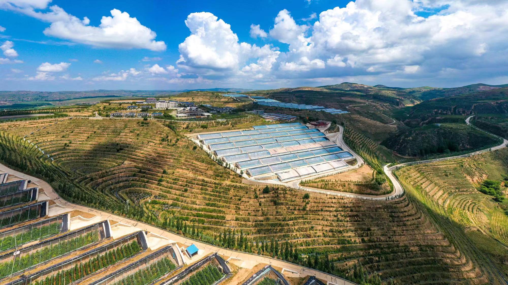 榆嶺窊村豐禾農(nóng)場的果蔬大棚。