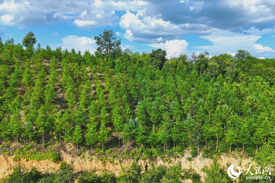 “一林三吃”的經(jīng)營模式豐富了林下經(jīng)濟的多樣性。人民網(wǎng) 李昌乾攝