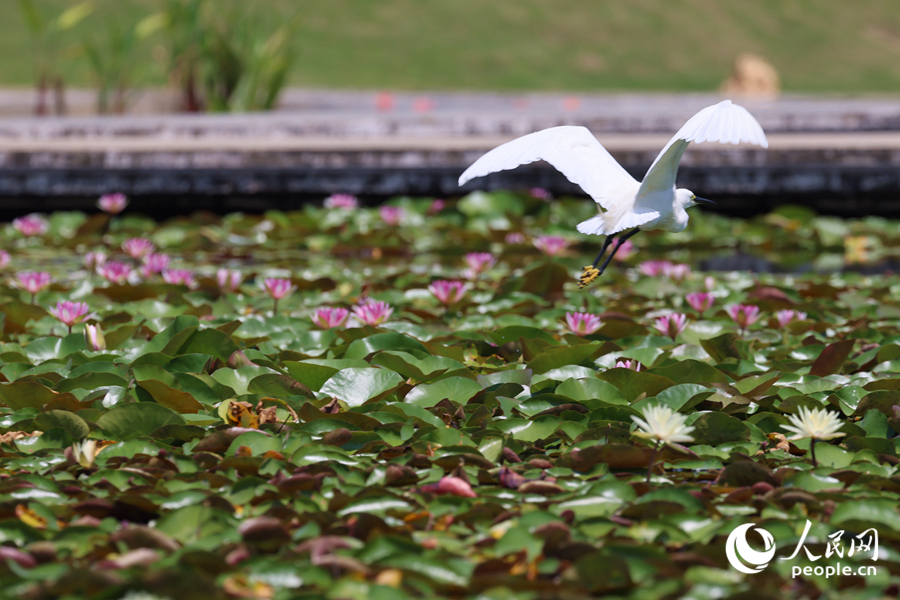 彩蓮滿塘鷺鳥飛。人民網(wǎng)記者 陳博攝
