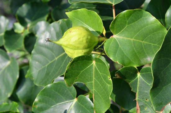 圖為石山油桐。（廣西壯族自治區(qū)中醫(yī)藥研究院供圖）