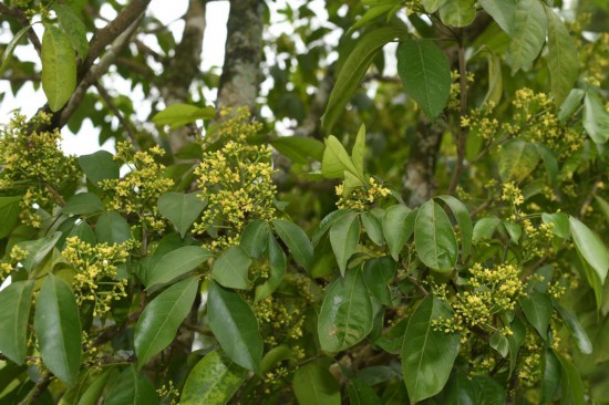 圖為廣西割舌樹。（廣西壯族自治區(qū)中醫(yī)藥研究院供圖）