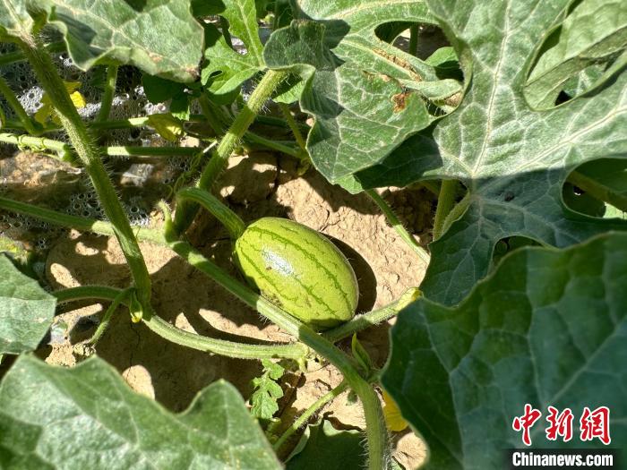14日，記者在合作社的百畝西瓜地里，看著一個個如雞蛋般大小的西瓜，正“享受”著太陽的炙烤。　劉小紅 攝