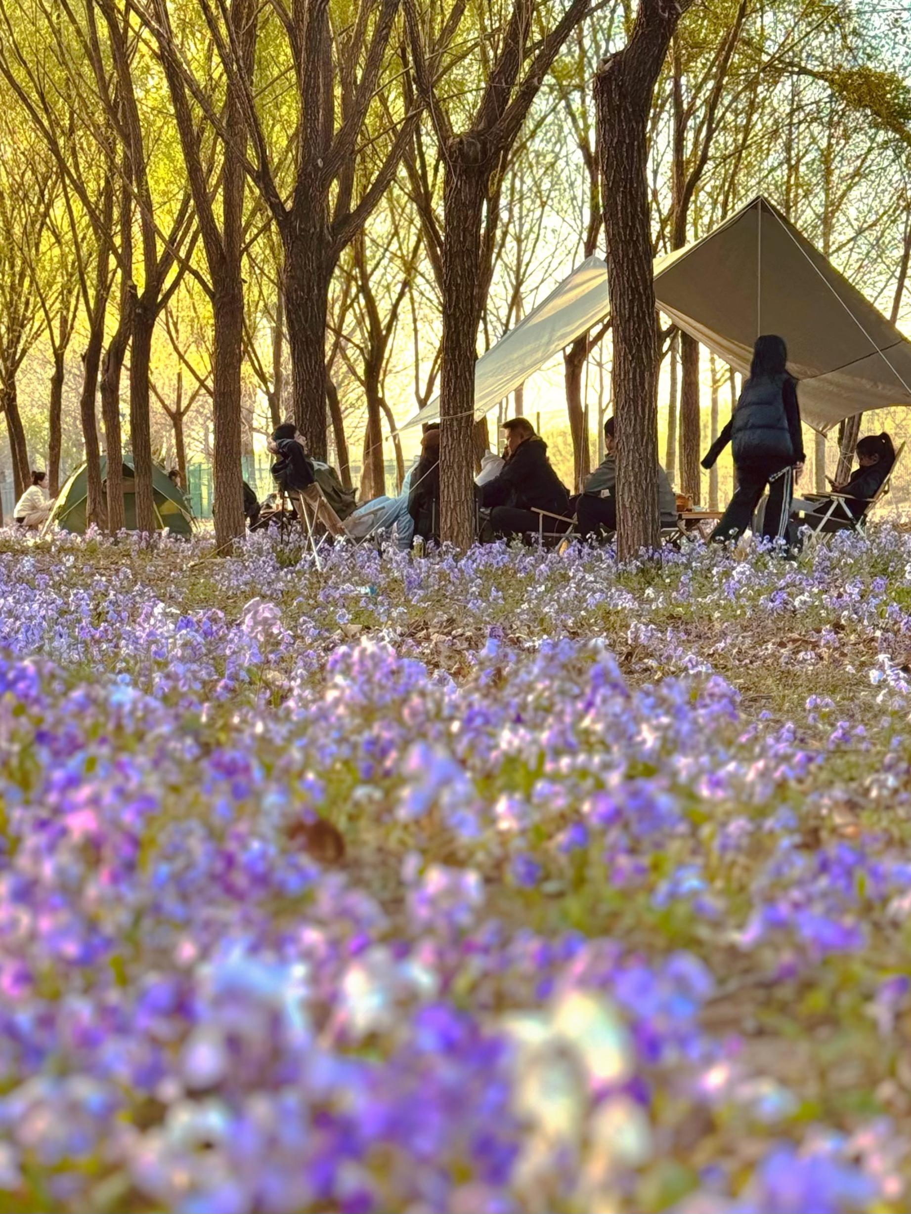 清明假期期間，范女士一家在北京溫榆河邊露營(yíng)。受訪者供圖