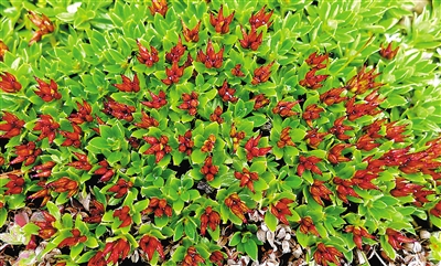 青藏墊柳。資料圖片