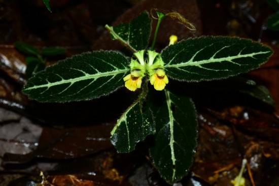 圖為美脈假糙蘇。（廣西壯族自治區(qū)中醫(yī)藥研究院供圖）