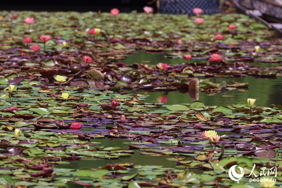 藏在繁花深處的3朵雙色睡蓮。人民網(wǎng)記者 陳博攝