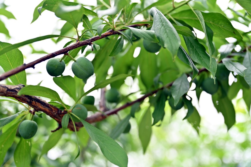 巫山縣曲尺鄉(xiāng)柑園村的脆李樹掛滿青果。鄒樂攝