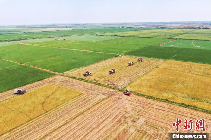 圖為在南昌縣大田農(nóng)社，收割機正在收割早稻?！⒘?攝