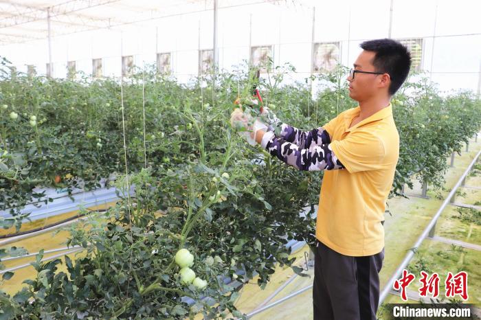 圖為在紅谷灘區(qū)元宇宙·VR數(shù)字農(nóng)業(yè)示范基地七彩番茄培育車間內(nèi)，農(nóng)業(yè)技術(shù)員正在對番茄植株進行修剪?！⌒苠\陽 攝