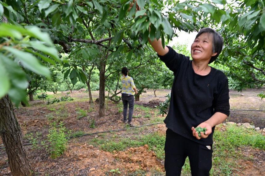 村民們搶抓農(nóng)時，忙著為脆李樹疏果。鄒樂攝