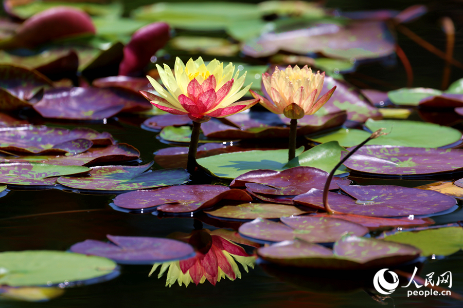 雙色睡蓮與翠綠的蓮葉、清澈的池水相映成畫。人民網(wǎng)記者 陳博攝
