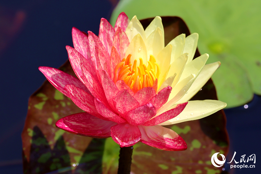 廈門海灣公園中，雙色睡蓮嬌艷欲滴。人民網(wǎng)記者 陳博攝