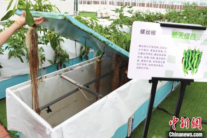 圖為在南昌市紅谷灘區(qū)元宇宙·VR數(shù)字農(nóng)業(yè)示范基地氣霧培養(yǎng)車間里，螺絲椒長勢良好?！⌒苠\陽 攝