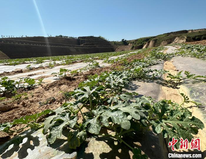 當前，西瓜正值快速生長期?！⑿〖t 攝