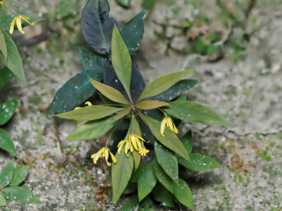 圖為洞生香草。（廣西壯族自治區(qū)中醫(yī)藥研究院供圖）