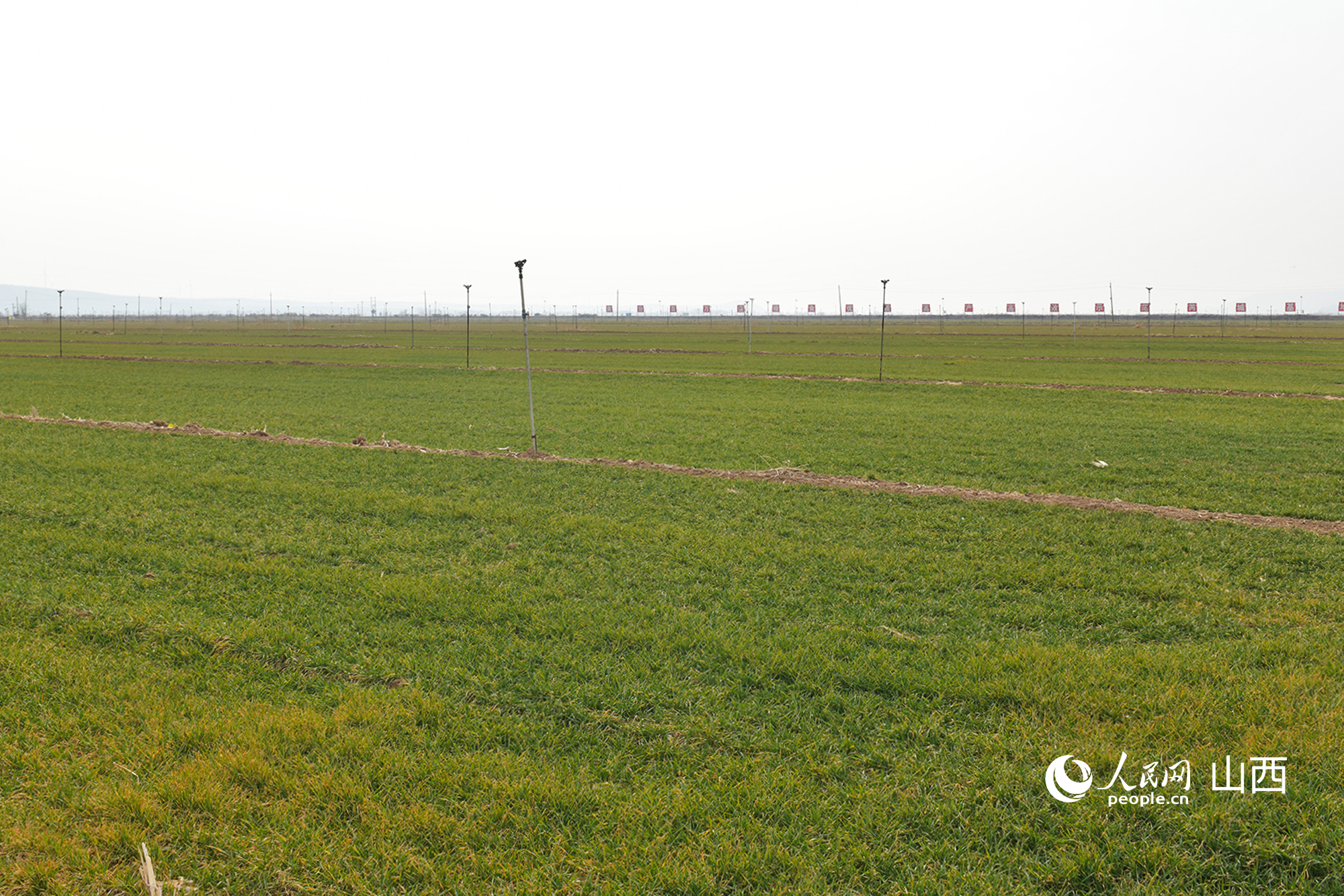 山西省運(yùn)城市芮城縣返青的冬小麥。人民網(wǎng)記者 焦搏文攝