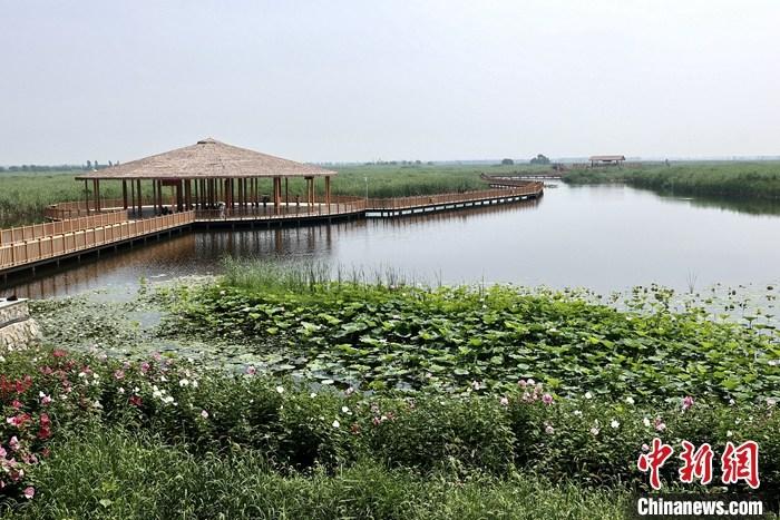 從完成頂層設(shè)計(jì)到如火如荼大規(guī)模建設(shè)，六年來(lái)，雄安新區(qū)如春天的竹子一般拔節(jié)生長(zhǎng)，這座承載千年大計(jì)的“未來(lái)之城”已雄姿初顯。從“一張白紙”開(kāi)始著墨，如今的雄安新區(qū)已是濃墨重彩的“山水畫”。<a target='_blank' href='/'>中新社</a>記者近日走訪了雄安新區(qū)多地，從“藍(lán)綠金”三色感受這座“未來(lái)之城”的巨大變化。圖為7月20日，河北白洋淀上荷花滿淀、蘆花搖曳。 <a target='_blank' href='/'>中新社</a>記者 易海菲 攝