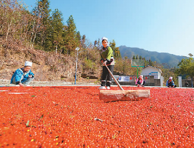 貴州省黔東南苗族侗族自治州榕江縣依托豐富的森林資源，大力發(fā)展林下草珊瑚中藥材種植等林下經(jīng)濟(jì)，實(shí)現(xiàn)農(nóng)民增收、林業(yè)增效。圖為榕江縣興華水族鄉(xiāng)星月村草珊瑚種植基地內(nèi)，村民在采收、晾曬草珊瑚果。 周光勝攝（人民視覺）